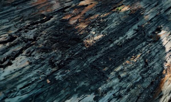 Stunning close-ups of burnt wood, the extraordinary textures tell a story of resilience and transformation.