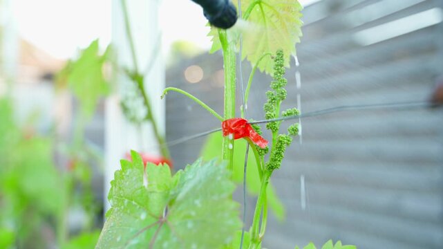Spraying young grapevine tied to trellis wire with treatment in spring vineyard close-up