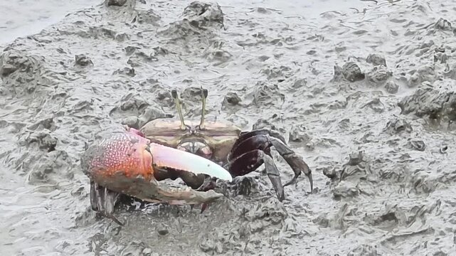 Endangered White-clawed Fiddler Crab showing large claw behavior #009학명:Austruca lactea

