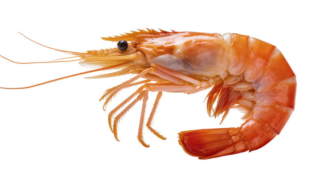 Cooked orange shrimp with visible legs and antennae