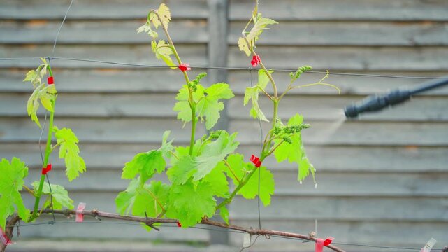 Spraying young grapevine tied to trellis wire with treatment in spring vineyard close-up