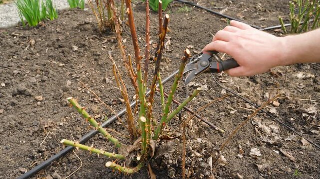 Gardener hand pruning dead rose branches with secateurs close-up