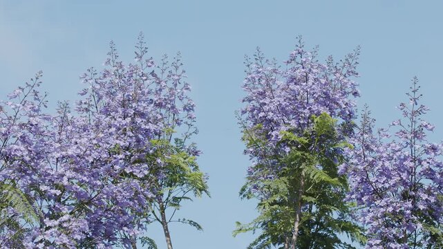 A close-up video of blooming purple jacaranda blossoms, a famous symbol of Lisbon and Portugal.