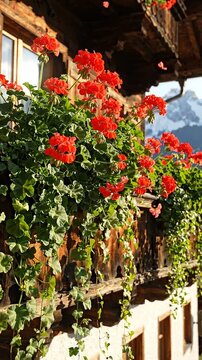 Vibrant red geranium flowers cascade from wooden balcony railing against a backdrop of snow-capped mountains and blue sky in a picturesque alpine village setting