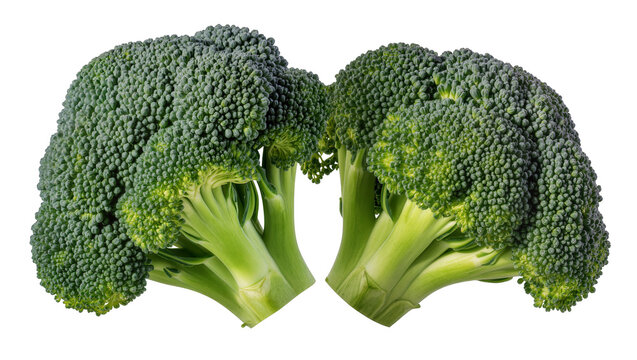 Two fresh green broccoli heads with thick stems