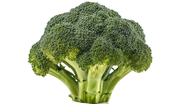 Fresh green broccoli head with thick stem