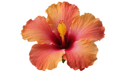Fototapeta premium Orange and pink hibiscus flower with yellow stamen