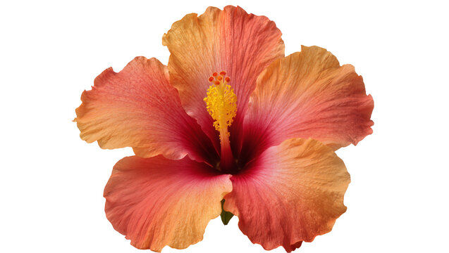 Orange and pink hibiscus flower with yellow stamen