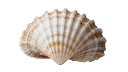 Scallop seashell with radiating ribs and brown stripes © Sophia