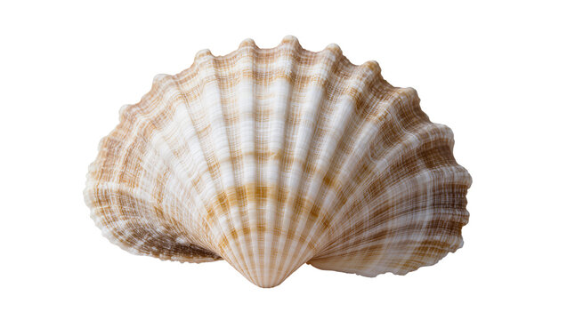 Scallop seashell with radiating ribs and brown stripes