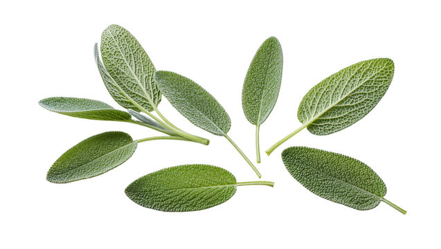 Fresh green sage leaves sprigs on white