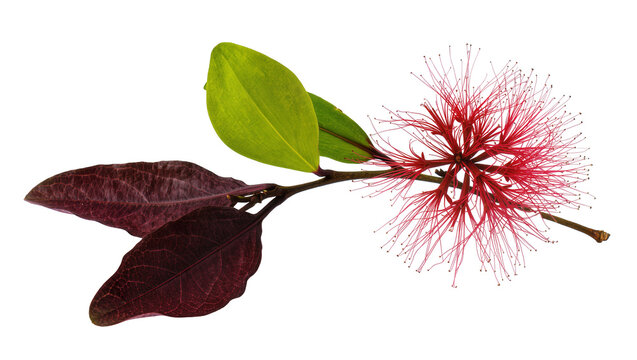 Red bottlebrush flower with dark red and green leaves