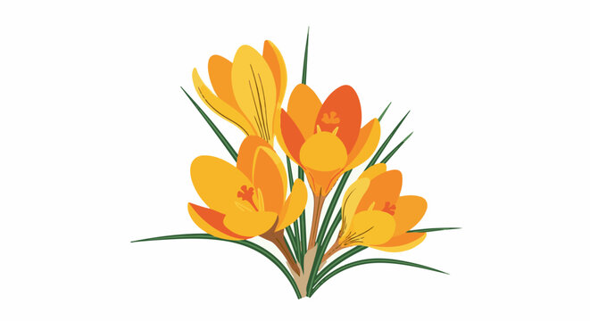 A vibrant bouquet of orange and yellow crocuses with green grass