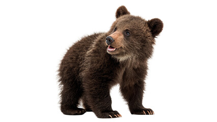 Small adorable brown bear cub standing on all fours isolated on transparent background © novoradova-png