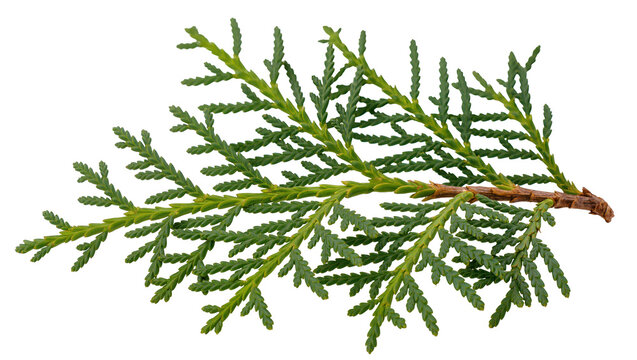 Green cedar branch with scale-like leaves