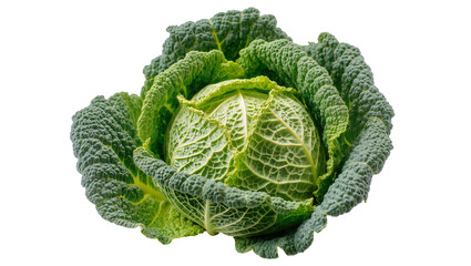Obraz premium Savoy cabbage with textured green leaves