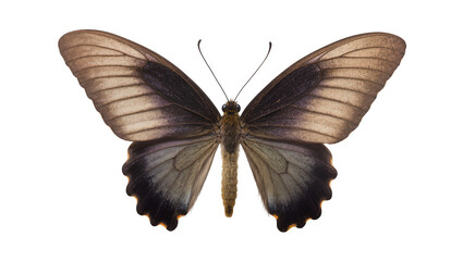Brown and black butterfly with detailed wing patterns © Sophia