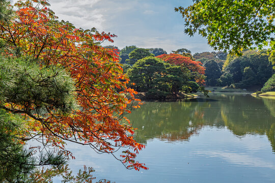 Autumn colors and quiet pond viewed through pine branches at Rikugien Garden November 2023