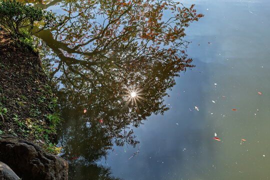 Beautiful reflection of tree shadows and a brilliant sunburst on the pond at Rikugien Garden November 2023
