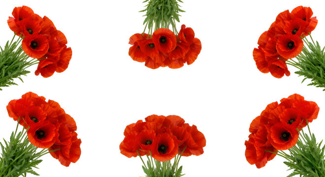 numerous blooming red poppy flowers positioned around the extreme outer edges of the frame