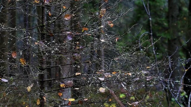 Close-up of thin, intertwining tree branches devoid of most leaves, revealing delicate moss growth and a few remaining golden autumn foliage. Deep forest atmosphere.