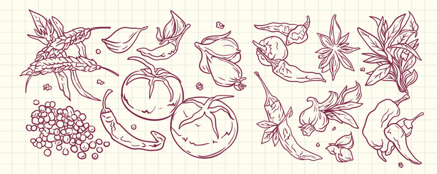 Hand Drawn Culinary Herbs, Vegetables and Spices Sketch Set on Vintage Grid Paper Background Vector Illustration