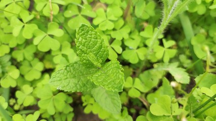 Close-up of a fresh green mint plant growing in a garden, surrounded by small oxalis and clover leaves, creating a vibrant natural background. © Iryna