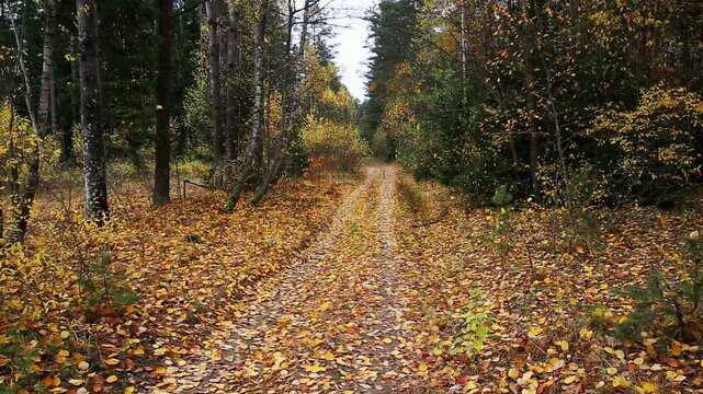 Scenic view of forest path covered with golden and orange autumn leaves, a tranquil scene depicting changing seasons, dense trees lining both sides of a rustic trail extending into distance, a peacefu