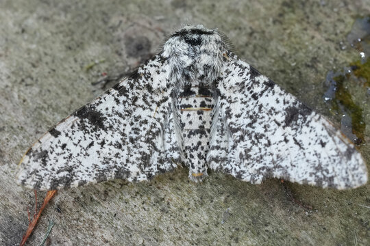 Closeup on a black and white speckled Peppered Moth , Biston betularia, on a tree branch