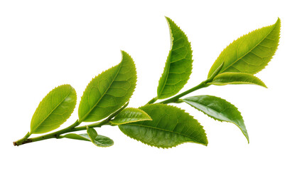 Green tea leaves branch with serrated edges © Elowen