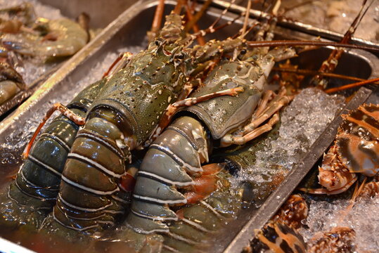 Ready to cook fresh rock lobsters at a Thai seafood restaurant