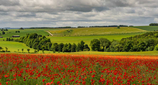 A feild full of red poppies in Wiltshire england