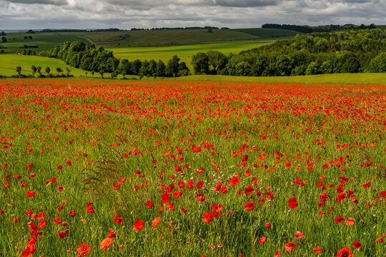 A feild full of red poppies in Wiltshire england