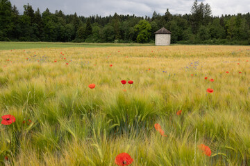 Getreidefeld mit Kornblumen und Mohnblumen mit Turm und Wald im Hintergrund © Doris Marolf