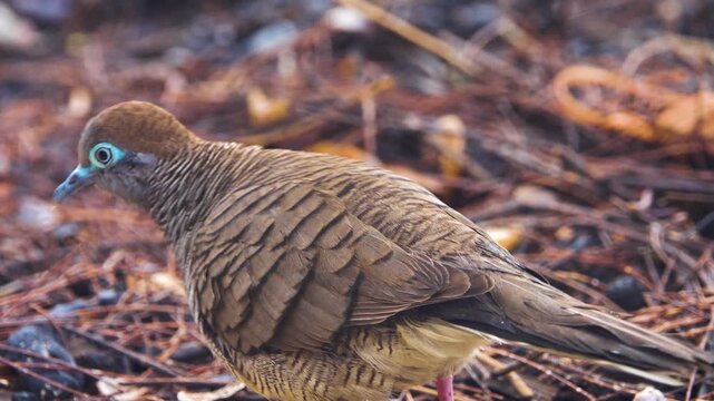 Barred ground dove (zebra-dove, Geopelia striata) feeds on road. Birds of Thailand. Macro