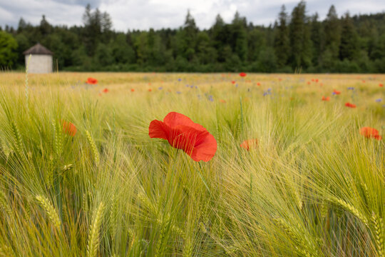 Getreidefeld mit Mohnblume im Vordergrund und Gerstenfeld mit Mohnblumen und Kornblumen und Wald im Hintergrund