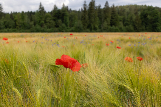 Getreidefeld mit Gersten, Mohnblumen und Kornblumen mit Wald im Hintergrund