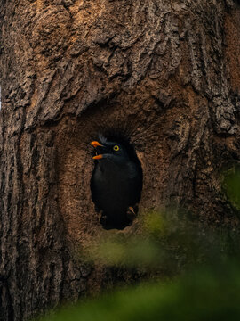 Jungle myna peeking from its nest
