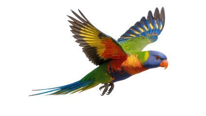 Rainbow Lorikeet parrot flying with wings spread © Lukas