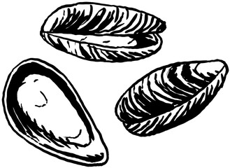 Miesmuscheln, Schwarz-Weiß-Illustration © TOONCAFE