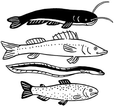 Speisefische Wels, Zander, Aal und Forelle. Schwarz-Wei&szlig;-Illustration
