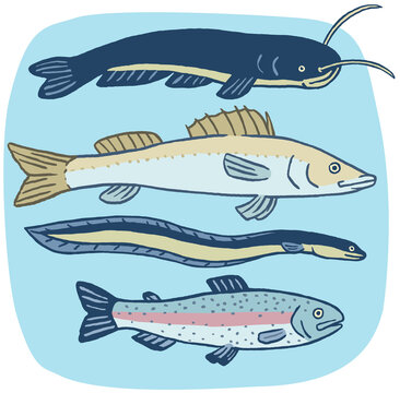 Speisefische Wels, Zander, Aal und Forelle. Farbillustration
