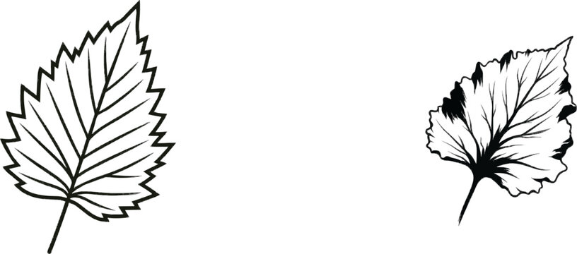 A crisp black line art illustration of a ruffled leaf with clean edges, rendered in a minimalist engraving style against a stark white background, perfect for vector tracing