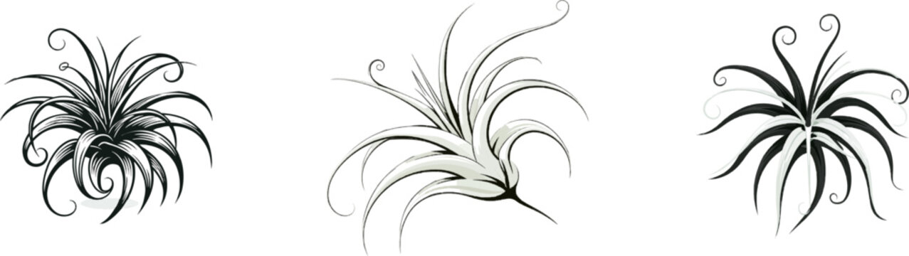 A minimalist black ink illustration of a curly silver air plant rosette against a crisp white background, rendered in vector graphic icon style with high contrast and sharp edges
