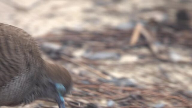 Barred ground dove (zebra-dove, Geopelia striata) feeds on road. Birds of Thailand. Macro