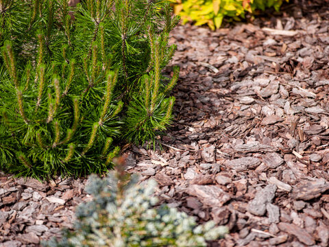 topsoil wood-chips layered on the flower bed