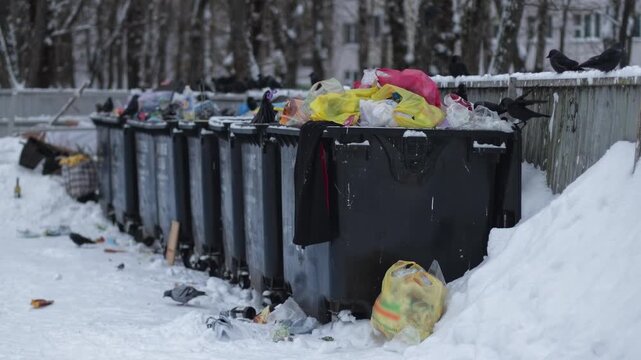 Outdoor public plastic garbage containers overflowing with household waste on snow-covered ground during winter day. Snow covers ground and sides of bins. Wild birds crows and pigeons forage among sca