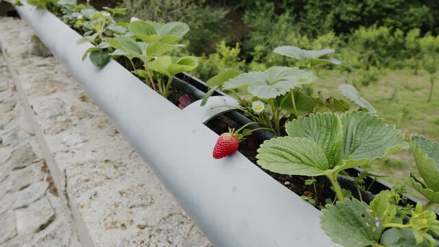 A slow motion camera movement along a specialized hydroponic pipe system used for growing strawberry bushes with flowers, fresh red and green berries.