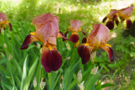 Deep blood red and pinkish beige flowers of tall bearded irises in May