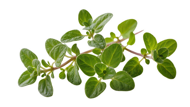 Fresh oregano herb sprigs with green leaves